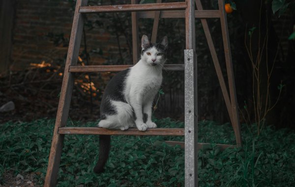 L'apport de la formation médicale à distance